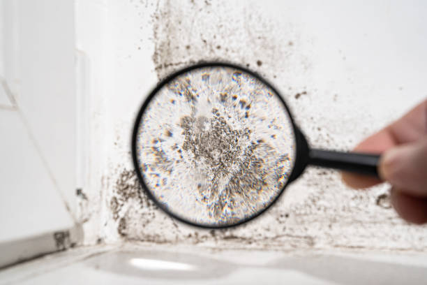 Why You Should Choose Our Mold Remediation Services in Orinda, CA